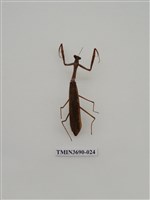 藏品(螳螂)的圖片